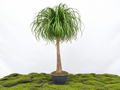BEAUCARNEA TRONCO RECTO M-55
