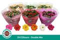 KALANCHOE ROSALINA MIXTO KALANCHOË DOUBLE MIXTO EN SV.COLOURSLEEVE 6 PP 500 FL.