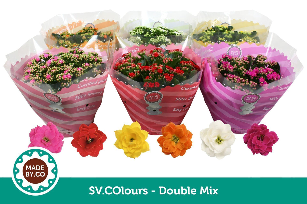 KALANCHOE ROSALINA MIXTO KALANCHOË DOUBLE MIXTO EN SV.COLOURSLEEVE 6 PP 500 FL.