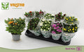Chrysanthemum ind. mixto Chrysanthemum, 12 cm de flor doble With Love by Valstar mixto 3 pp