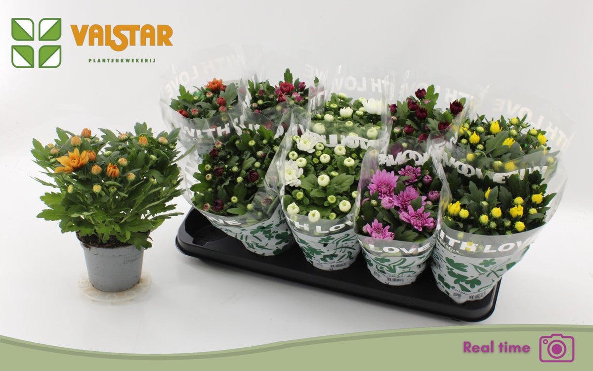 Chrysanthemum ind. mixto Chrysanthemum, 12 cm de flor doble With Love by Valstar mixto 3 pp