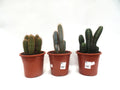 CACTUS MIX M-24
