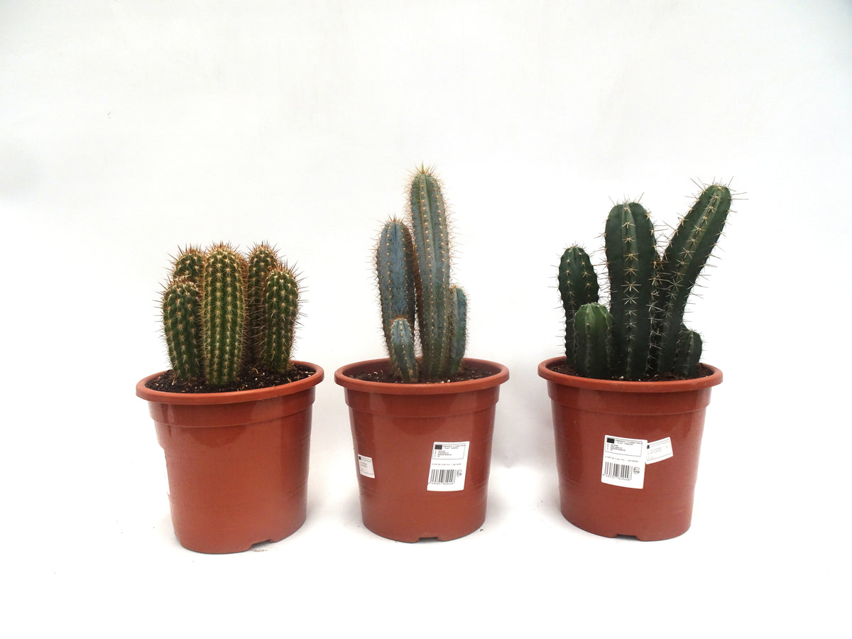 CACTUS MIX M-24
