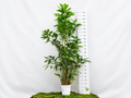 CARYOTA MITIS M-27