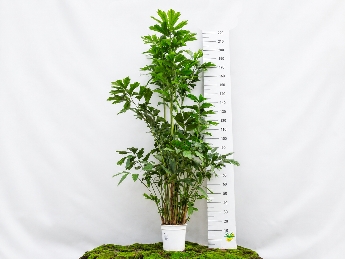 CARYOTA MITIS M-27