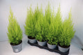 Cupressus Goldcrest Wilma