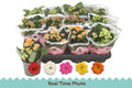 Kalanchoe rosalina mixto 1 pp