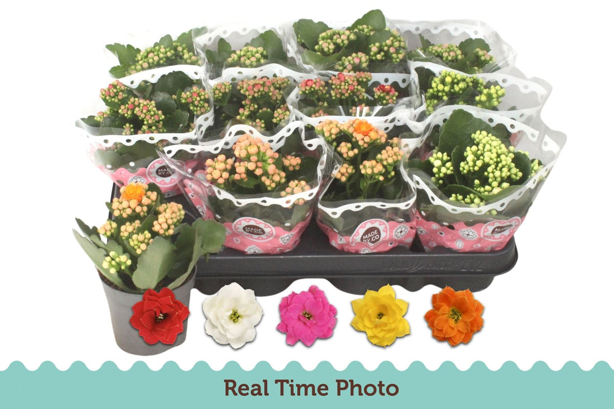 Kalanchoe rosalina mixto 1 pp