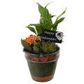 Composición 11 Plantas de interior halloween vaso cristal