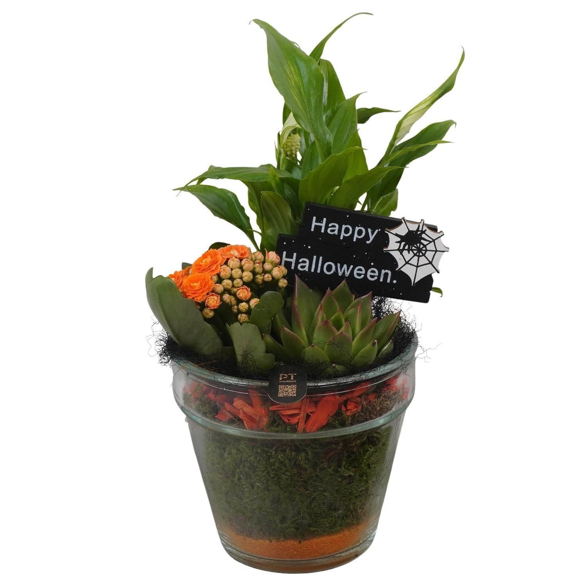 Composición 11 Plantas de interior halloween vaso cristal