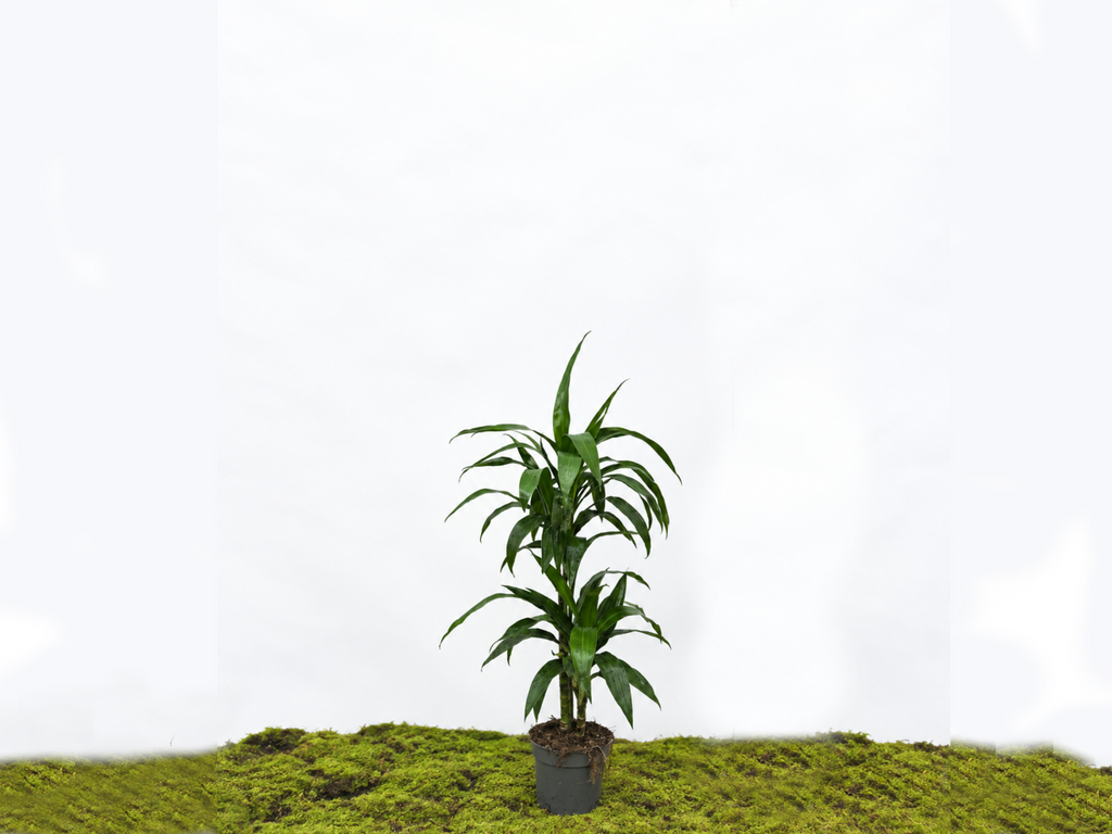 DRACAENA JANET CRAIG M-17