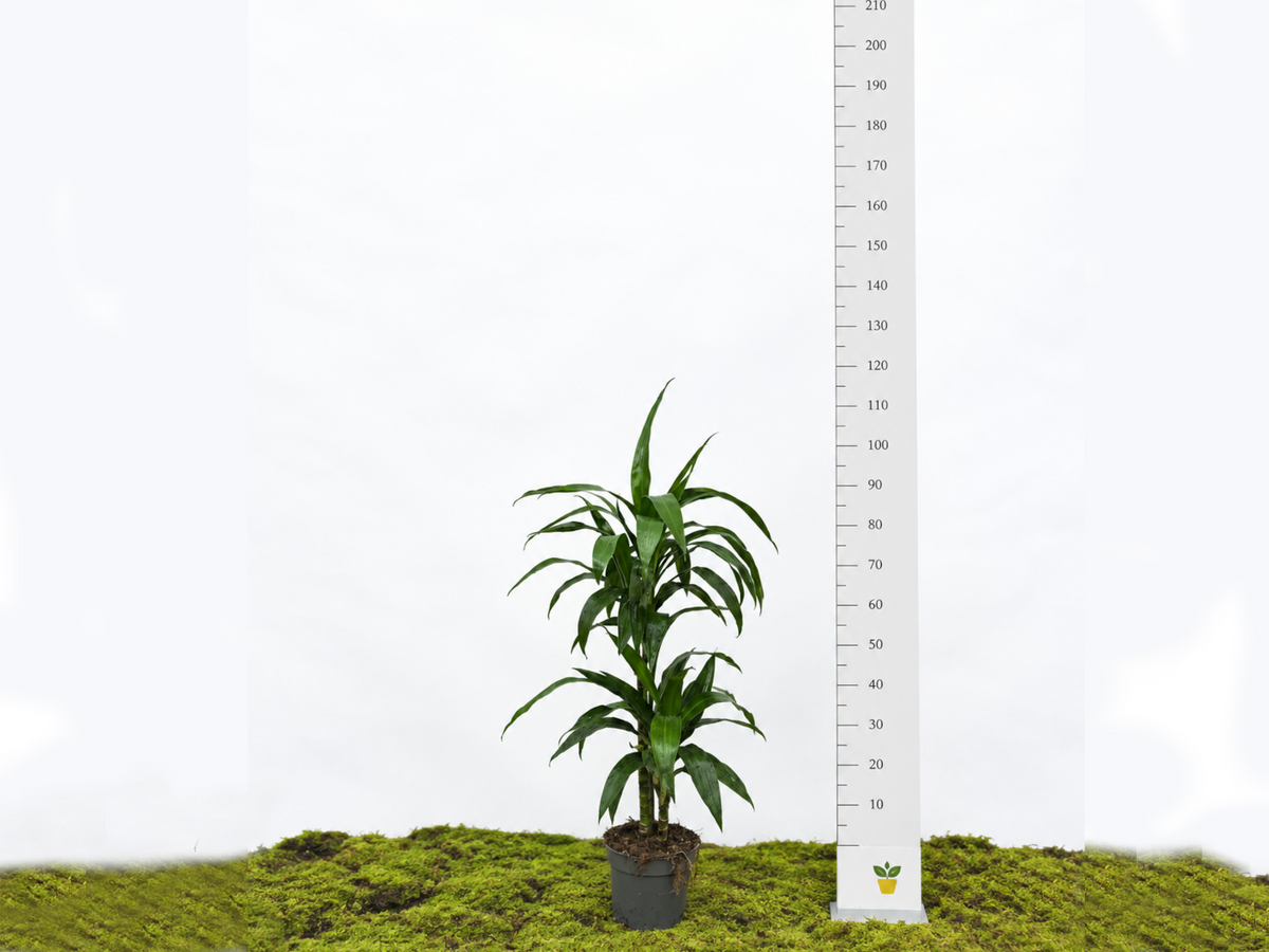 DRACAENA JANET CRAIG M-17