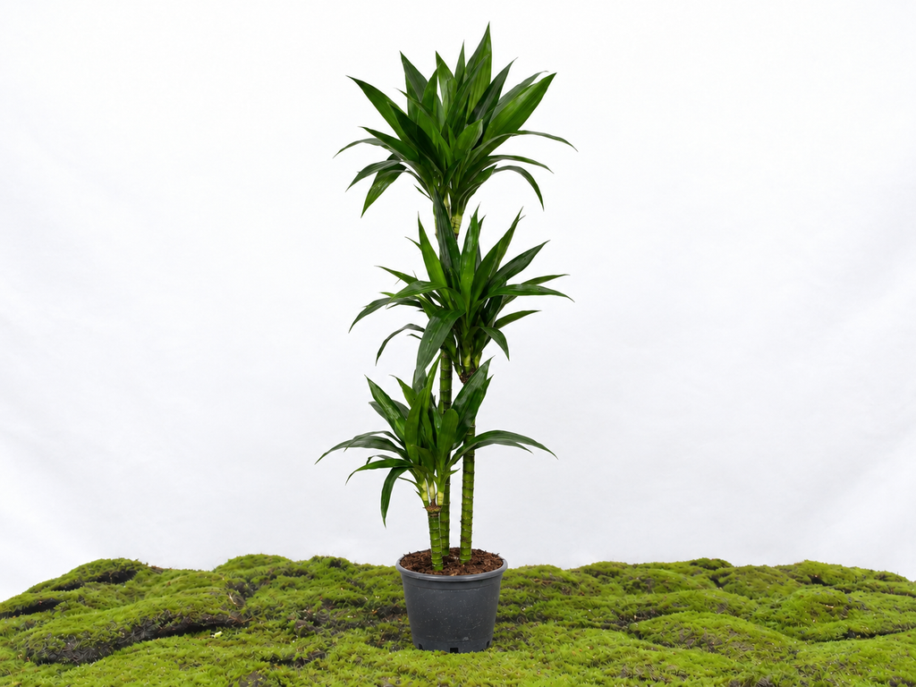 DRACAENA JANET CRAIG LIND M-22