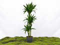 DRACAENA JANET CRAIG LIND M-22