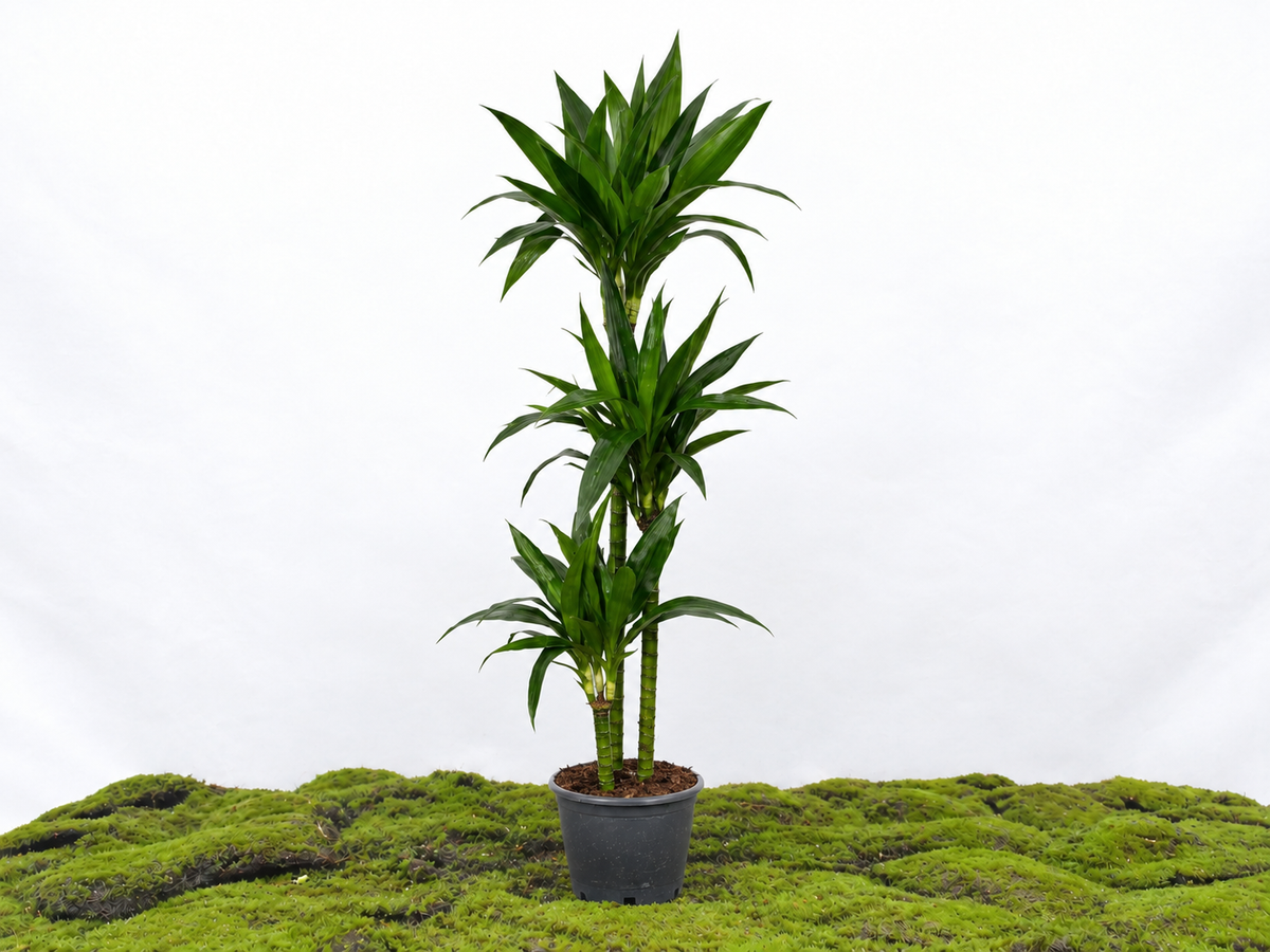 DRACAENA JANET CRAIG LIND M-22