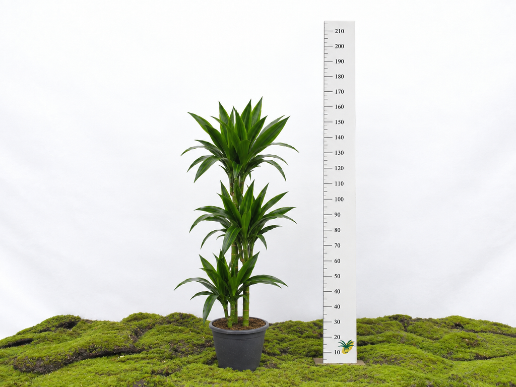 DRACAENA JANET CRAIG LIND M-22