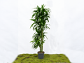 DRACAENA JANET CRAIG M-25
