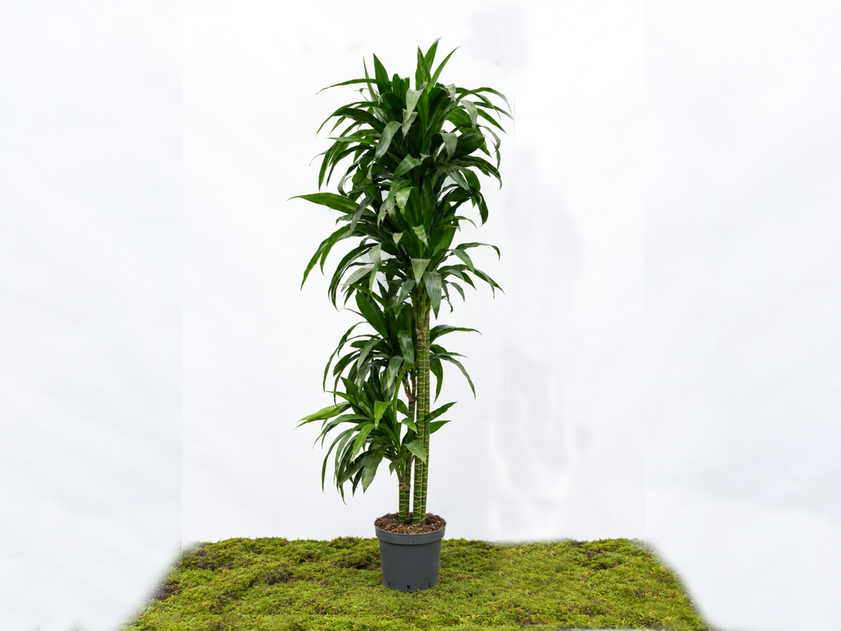 DRACAENA JANET CRAIG M-25