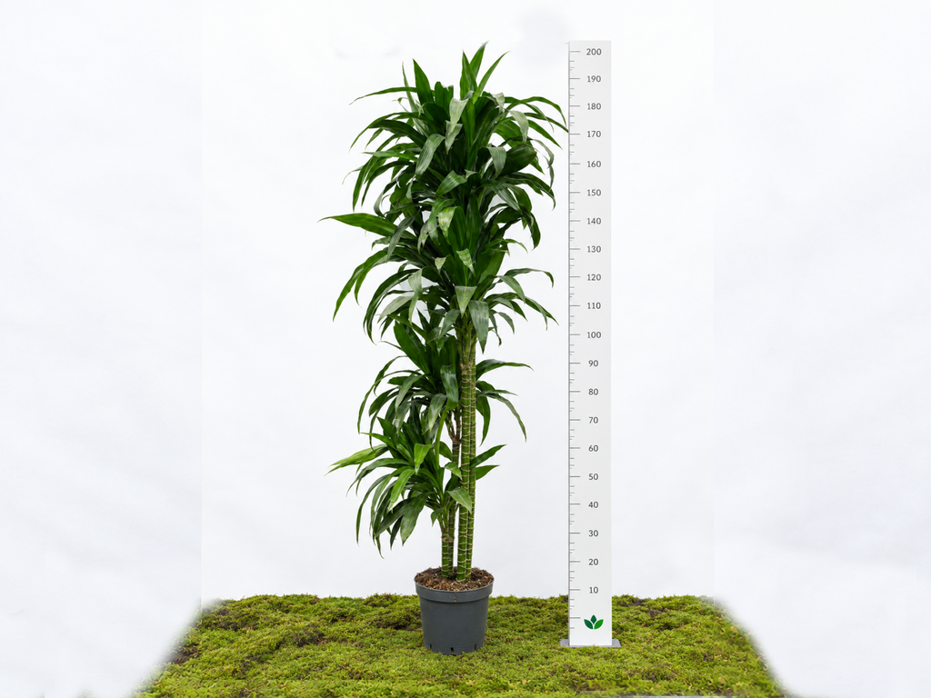 DRACAENA JANET CRAIG M-25