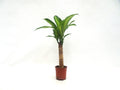 DRACAENA F. MASSANGEANA M-12