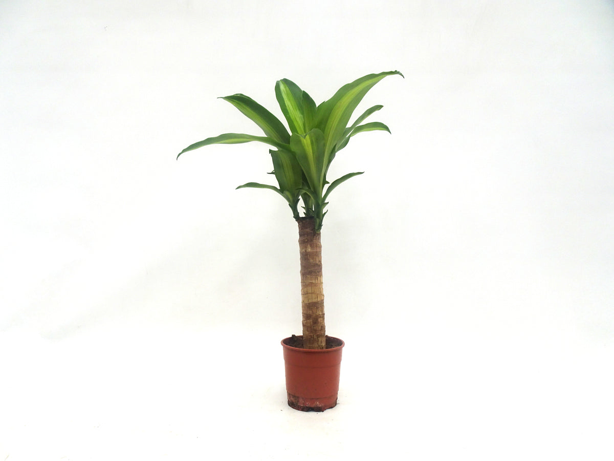 DRACAENA F. MASSANGEANA M-12