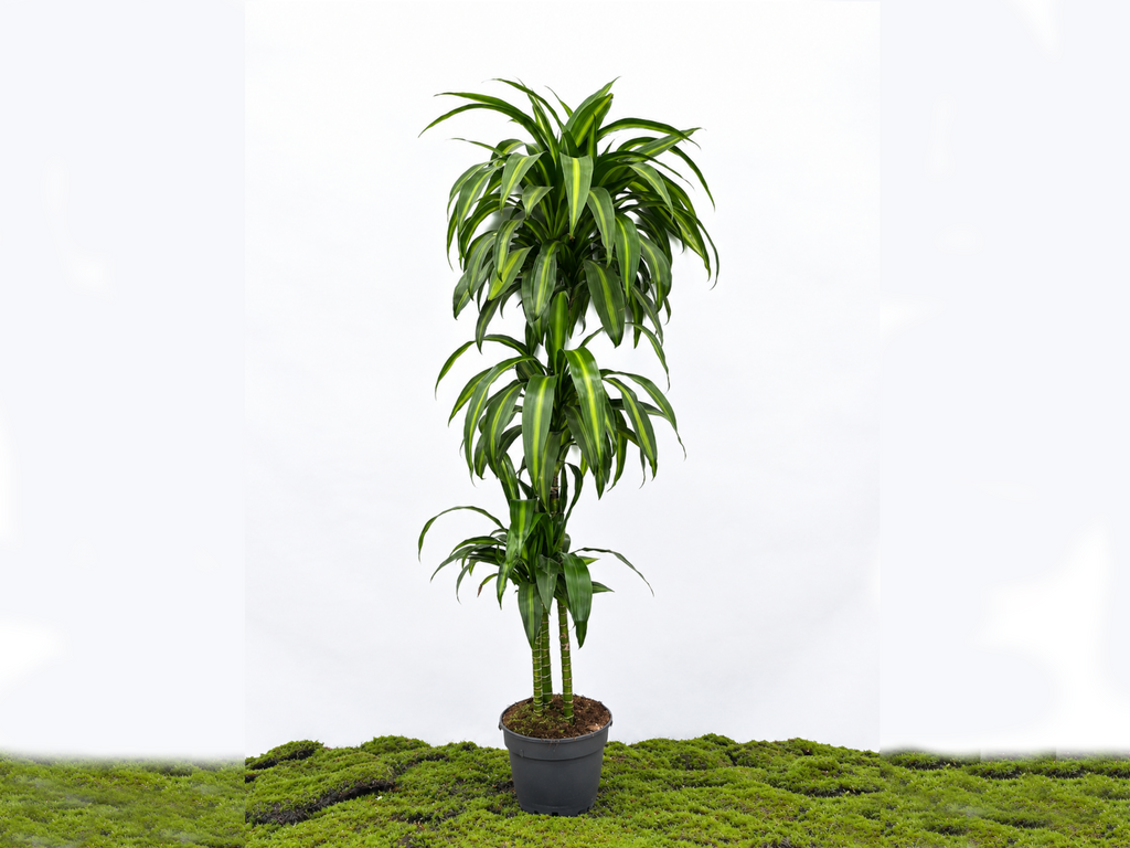 DRACAENA HAWAIIN SUNSHINE M-22