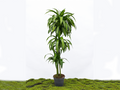 DRACAENA HAWAIIN SUNSHINE M-22