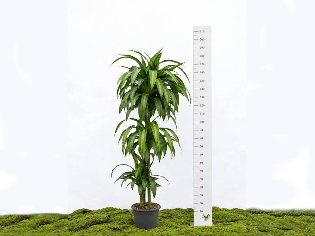 DRACAENA HAWAIIN SUNSHINE M-22