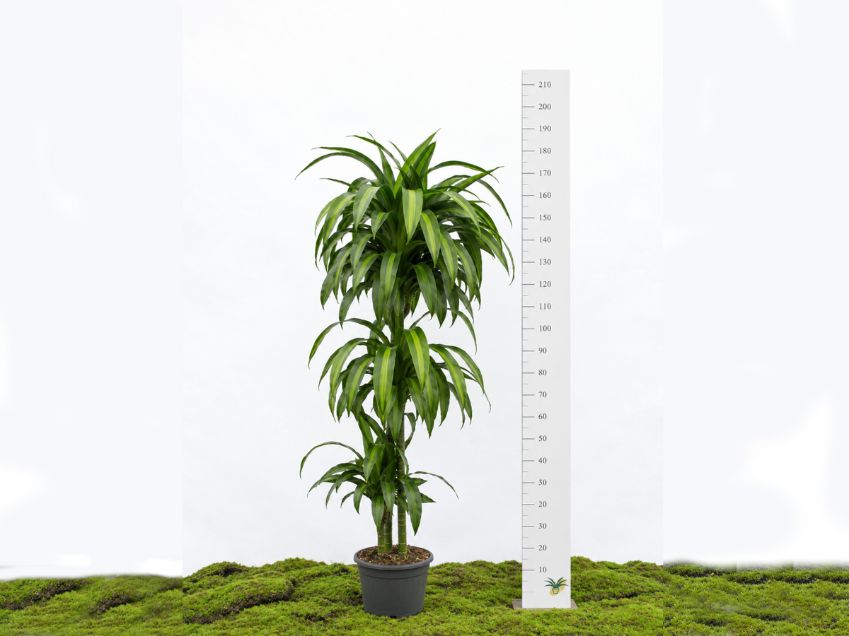 DRACAENA HAWAIIN SUNSHINE M-22