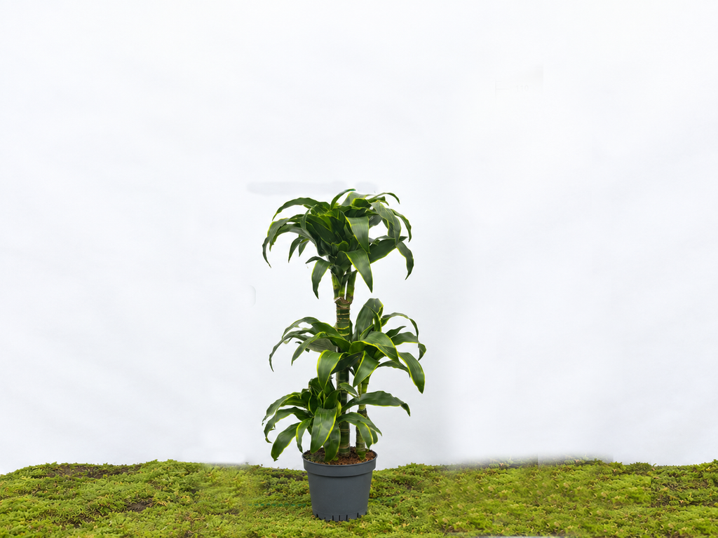 DRACAENA COMPACTA DORADO M-20