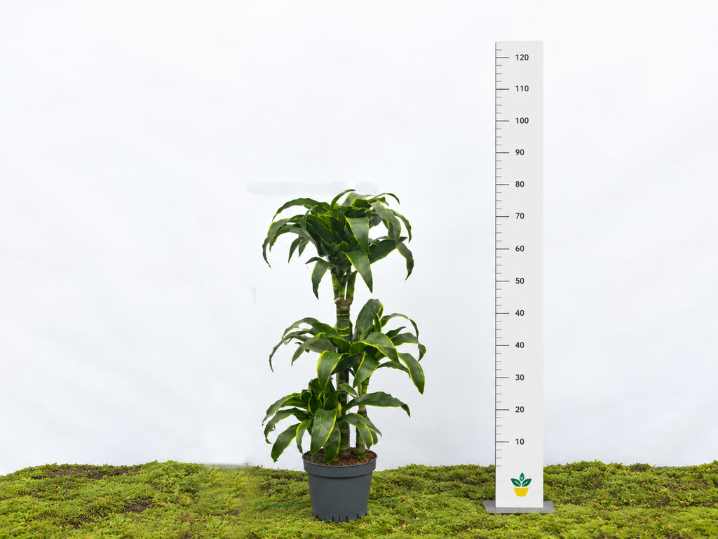 DRACAENA COMPACTA DORADO M-20