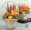 Composición 24 Plantas de exterior halloween cesta mimbre