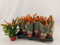 Spathiphyllum Chopin orange halloween