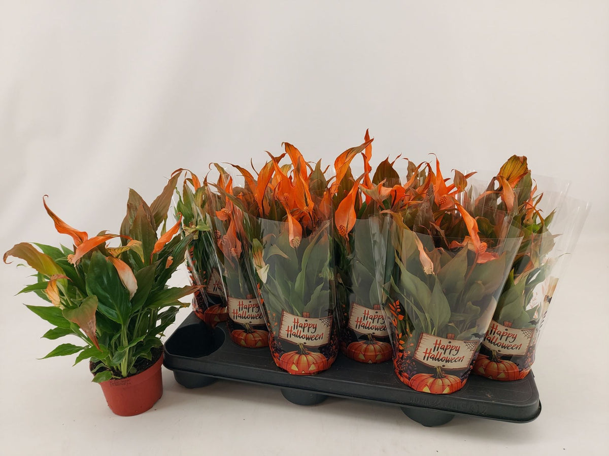 Spathiphyllum Chopin orange halloween