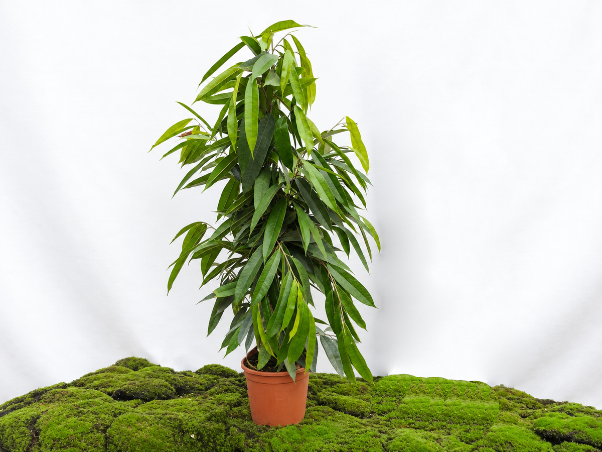 FICUS AMSTEL KING M-20