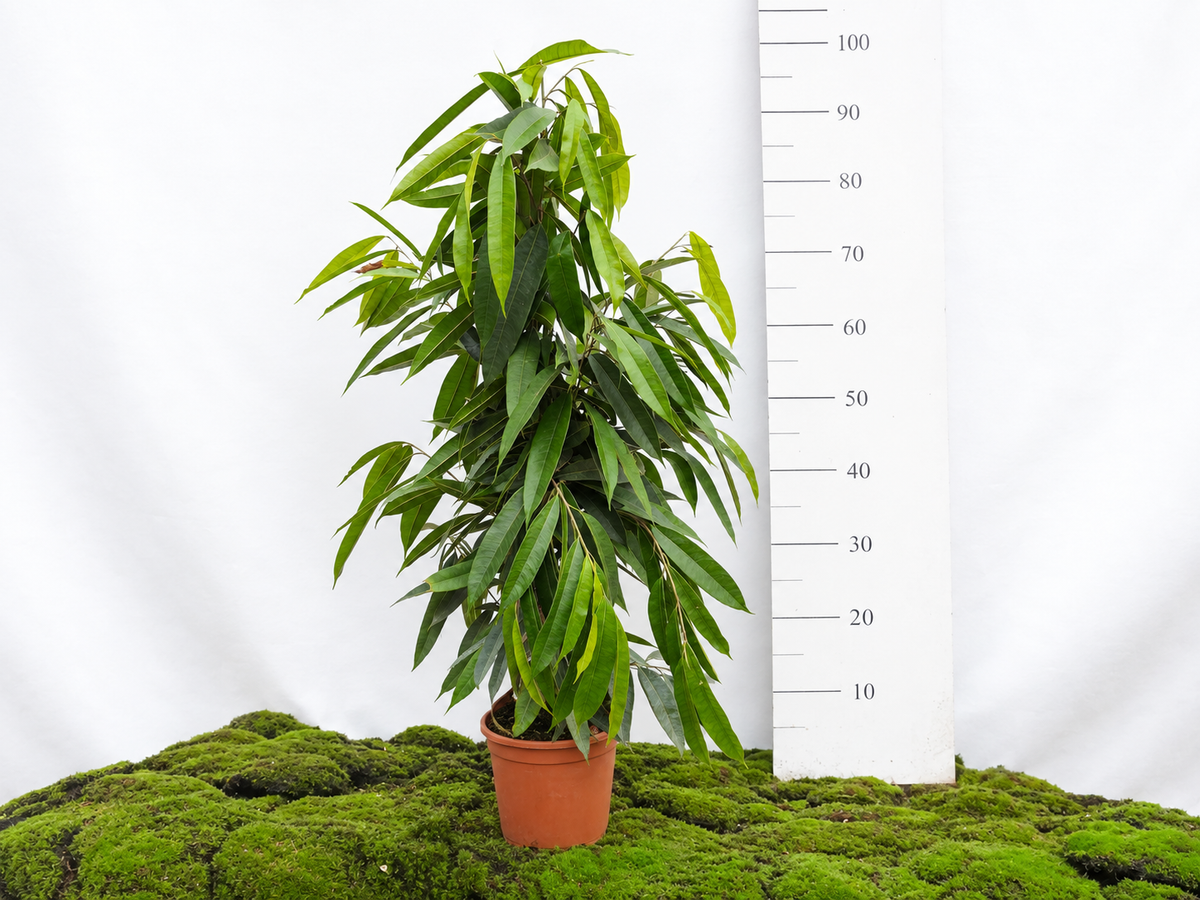 FICUS AMSTEL KING M-20