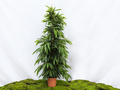 FICUS AMSTEL KING M-40