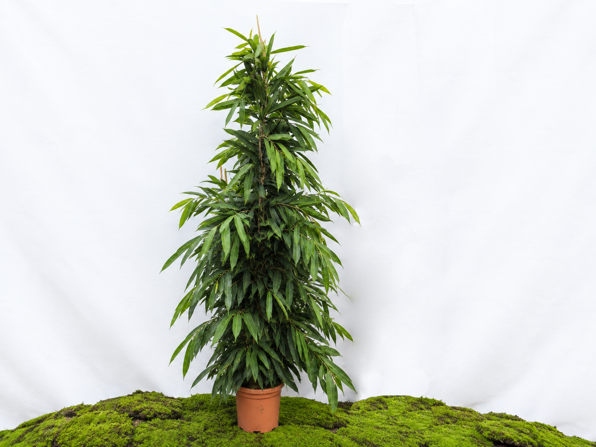 FICUS AMSTEL KING M-40