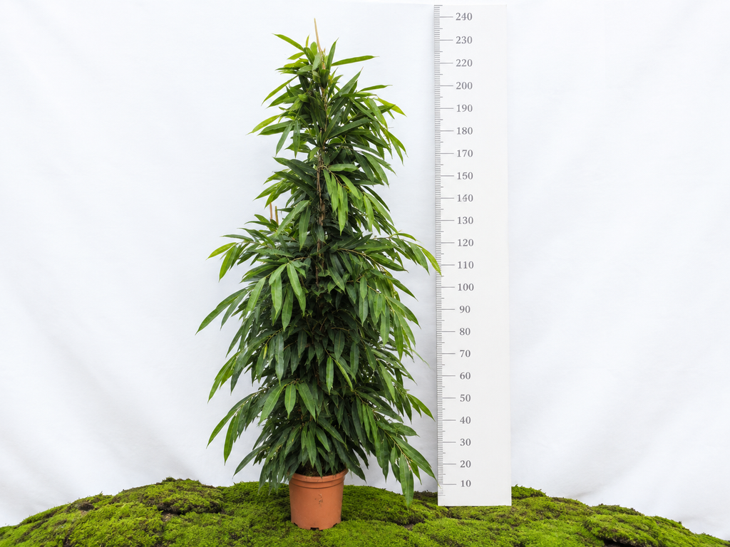 FICUS AMSTEL KING M-40