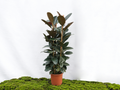 FICUS ELÁSTICA ABIDJAN M-25