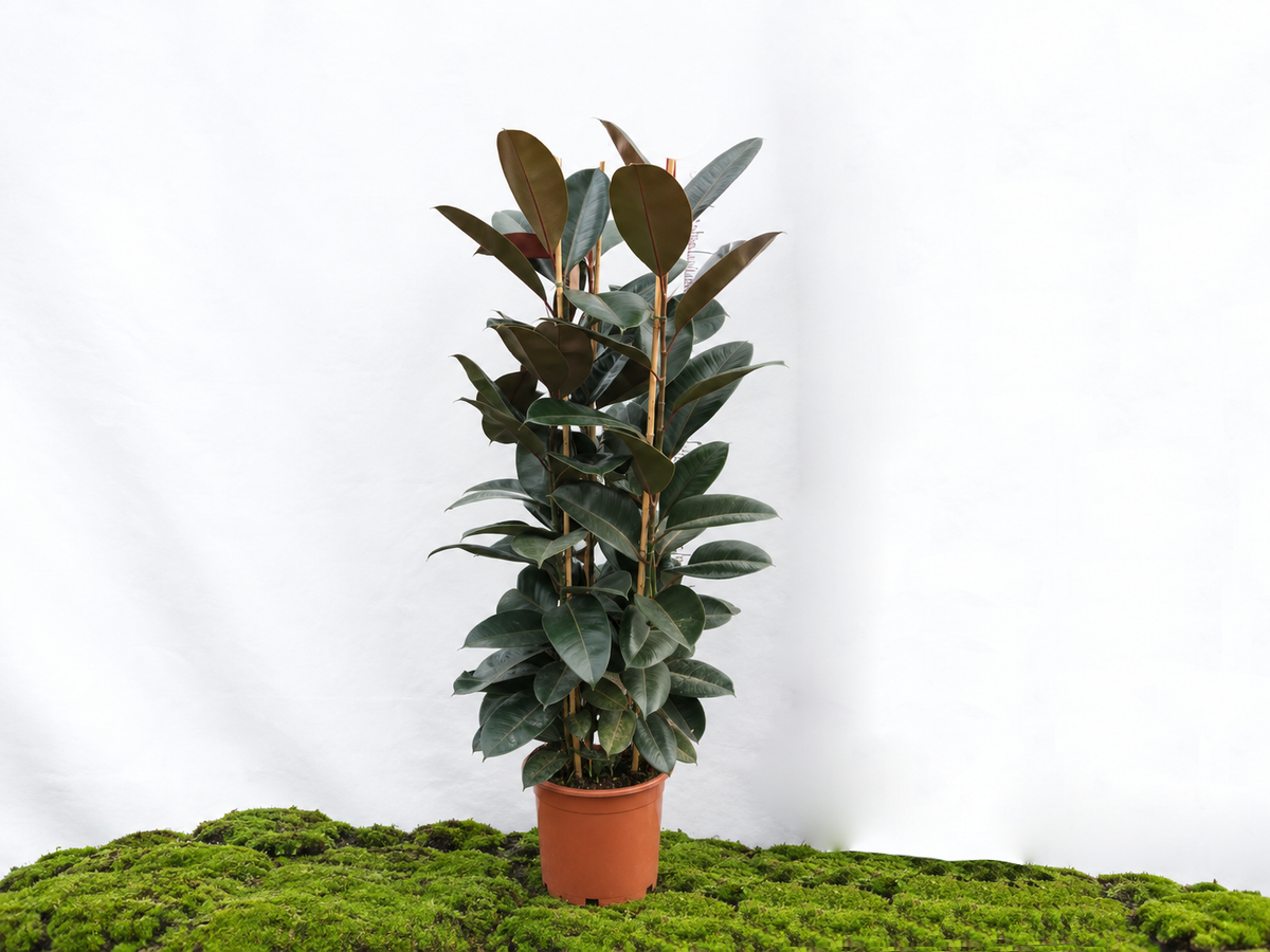 FICUS ELÁSTICA ABIDJAN M-25