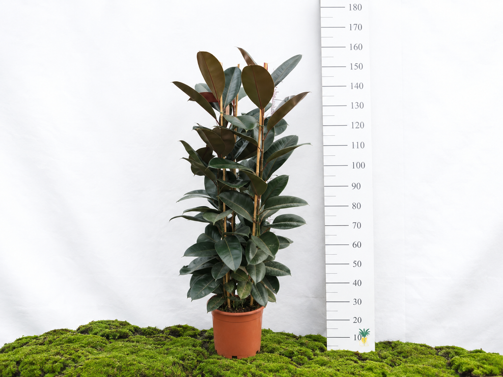 FICUS ELÁSTICA ABIDJAN M-25
