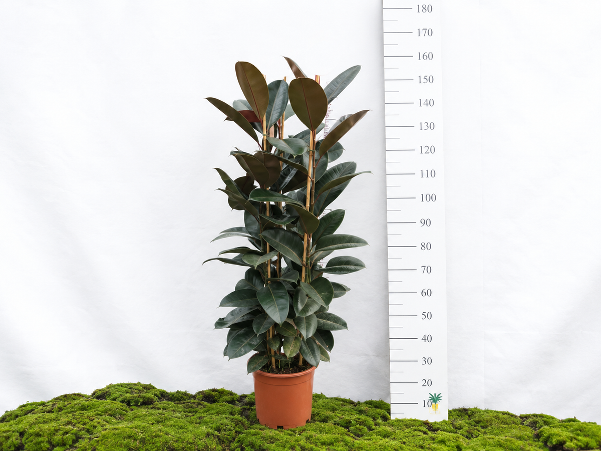 FICUS ELÁSTICA ABIDJAN M-25