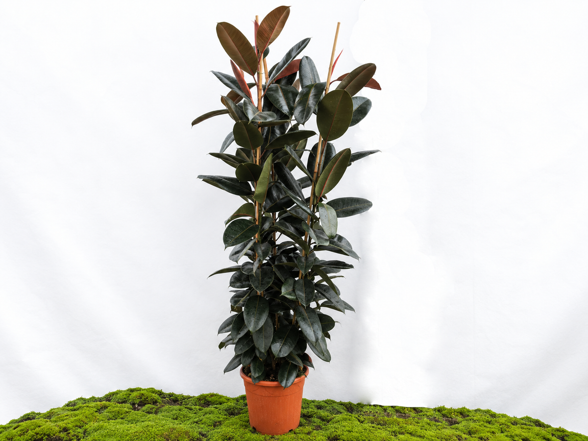 FICUS ELÁSTICA ABIDJAN M-40