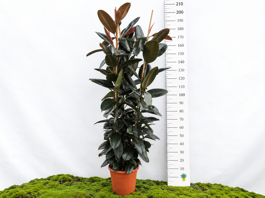 FICUS ELÁSTICA ABIDJAN M-40