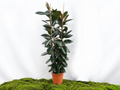 FICUS ELÁSTICA ABIDJAN M-35