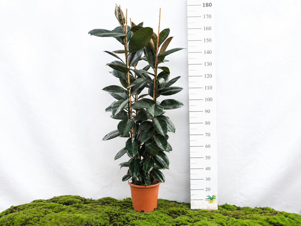 FICUS ELÁSTICA ABIDJAN M-35