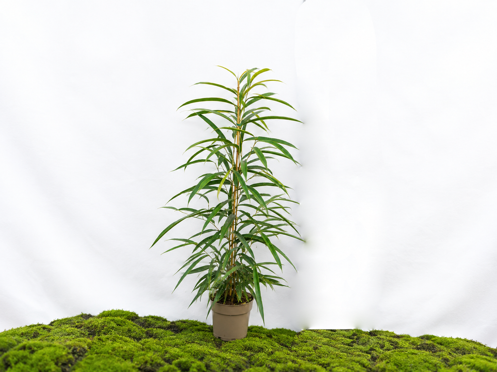 FICUS ALII M-17