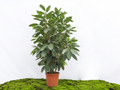 FICUS BENGHALENSIS AUDREY 60L