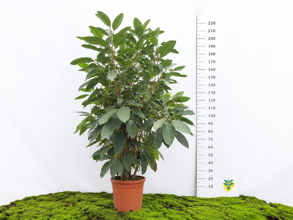 FICUS BENGHALENSIS AUDREY 60L